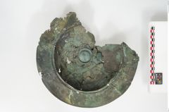 Foto von Bronzebreitrandfußschale (NHMW-PRAE-025740)